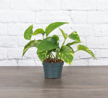 Load image into Gallery viewer, Golden Pothos Plant - Live Plant: 3" Pot
