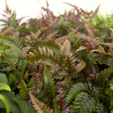 Load image into Gallery viewer, Tricolor Pteris Fern - Painted Brake Fern - 4" Live Plant
