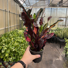 Load image into Gallery viewer, Mammy Croton - Live Plant: 3" Pot
