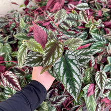 Load image into Gallery viewer, Cissus Discolor - Rex Begonia Vine - Live Plant: 4" Pot
