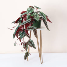 Load image into Gallery viewer, Cissus Discolor - Rex Begonia Vine - Live Plant: 4" Pot
