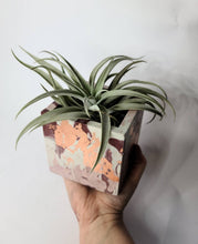Load image into Gallery viewer, Quinn Square Colored Concrete Planter Vessel | Gold Leaf Pot: Green dark green tan and gold / Regular
