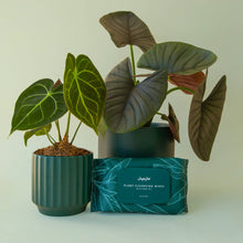 Load image into Gallery viewer, Plant Cleansing Wipes | Rainforest | Neem Oil Infused
