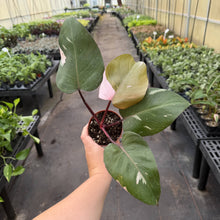 Load image into Gallery viewer, Pink Princess Philodendron - Medium Variegation - 4" Plant
