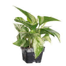 Load image into Gallery viewer, Marble Queen Pothos Plant - Live Plant: 3" Pot
