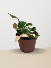 Load image into Gallery viewer, Hoya Carnosa 'Krimson Queen': 4" Pot
