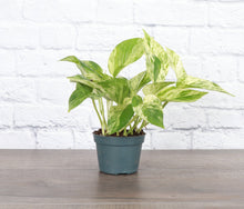 Load image into Gallery viewer, Marble Queen Pothos Plant - Live Plant: 3" Pot
