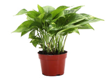 Load image into Gallery viewer, Golden Pothos Plant - Live Plant: 3" Pot
