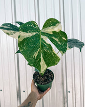 Load image into Gallery viewer, 6" Monstera 'Thai Constellation'
