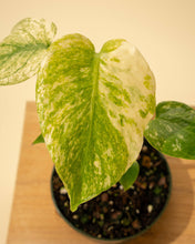 Load image into Gallery viewer, 4" Monstera 'Mint'
