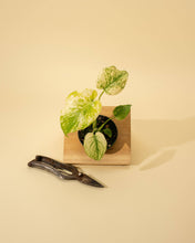Load image into Gallery viewer, 4" Monstera 'Mint'
