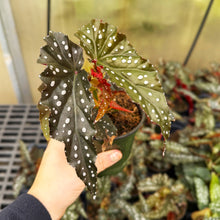 Load image into Gallery viewer, Begonia Maculata - Polka Dot Plant - 4" Live Plant
