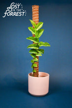 Load image into Gallery viewer, Stackable Coir Pole: 24"

