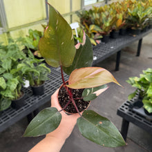 Load image into Gallery viewer, Pink Princess Philodendron - Medium Variegation - 4" Plant
