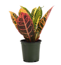 Load image into Gallery viewer, Petra Croton - Live Plant: 3" Pot
