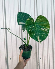 Load image into Gallery viewer, 6" Monstera 'Thai Constellation'
