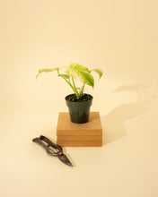 Load image into Gallery viewer, 4" Monstera 'Mint'
