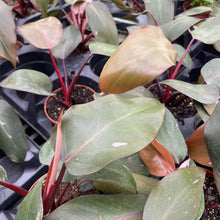 Load image into Gallery viewer, Pink Princess Philodendron - Medium Variegation - 4" Plant

