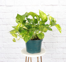 Load image into Gallery viewer, Golden Pothos Plant - Live Plant: 3" Pot
