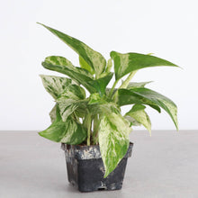 Load image into Gallery viewer, Marble Queen Pothos Plant - Live Plant: 3" Pot

