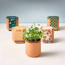 Load image into Gallery viewer, Tiny Terracotta Grow Kit: Live Well Lavender
