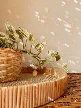 Load image into Gallery viewer, Plant Charm | Sun Catcher + Monstera Leaf | Vine Accessory
