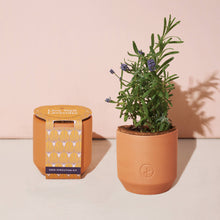 Load image into Gallery viewer, Tiny Terracotta Grow Kit: Good Luck Clover
