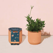 Load image into Gallery viewer, Tiny Terracotta Grow Kit: Live Well Lavender
