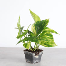 Load image into Gallery viewer, Golden Pothos Plant - Live Plant: 3" Pot
