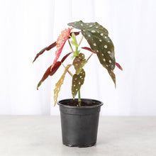 Load image into Gallery viewer, Begonia Maculata - Polka Dot Plant - 4" Live Plant
