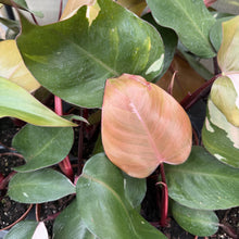 Load image into Gallery viewer, Pink Princess Philodendron - Medium Variegation - 4" Plant
