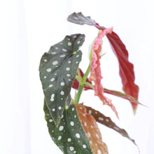 Load image into Gallery viewer, Begonia Maculata - Polka Dot Plant - 4" Live Plant
