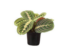 Load image into Gallery viewer, Red Prayer Plant - Live Plant: 3" Pot
