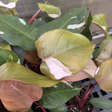 Load image into Gallery viewer, Pink Princess Philodendron - Medium Variegation - 4" Plant
