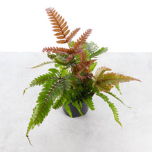Load image into Gallery viewer, Tricolor Pteris Fern - Painted Brake Fern - 4" Live Plant
