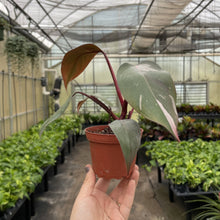 Load image into Gallery viewer, Pink Princess Philodendron - Medium Variegation - 4" Plant
