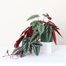 Load image into Gallery viewer, Cissus Discolor - Rex Begonia Vine - Live Plant: 4" Pot
