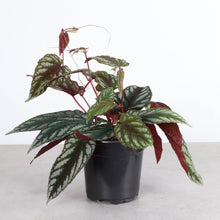 Load image into Gallery viewer, Cissus Discolor - Rex Begonia Vine - Live Plant: 4" Pot
