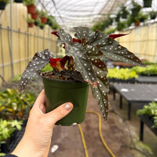Load image into Gallery viewer, Begonia Maculata - Polka Dot Plant - 4" Live Plant
