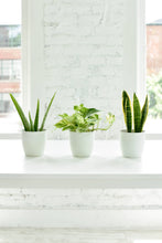 Load image into Gallery viewer, Marble Queen Pothos Plant - Live Plant: 3" Pot
