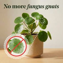 Load image into Gallery viewer, Anti-Gnat Concentrate Drops
