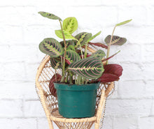 Load image into Gallery viewer, Red Prayer Plant - Live Plant: 3" Pot
