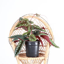 Load image into Gallery viewer, Cissus Discolor - Rex Begonia Vine - Live Plant: 4" Pot
