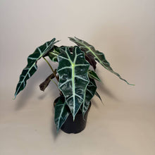 Load image into Gallery viewer, ALOCASIA Polly Live Plant 6in
