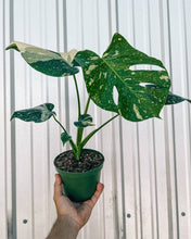 Load image into Gallery viewer, 6" Monstera 'Thai Constellation'
