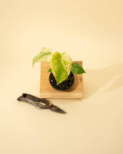 Load image into Gallery viewer, 4" Monstera 'Mint'
