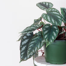 Load image into Gallery viewer, Cissus Discolor - Rex Begonia Vine - Live Plant: 4" Pot
