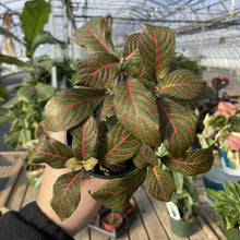 Load image into Gallery viewer, Red Fittonia Nerve Plant - Live Plant: 3" Pot
