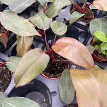 Load image into Gallery viewer, Pink Princess Philodendron - Medium Variegation - 4" Plant
