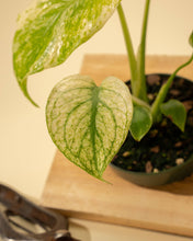 Load image into Gallery viewer, 4" Monstera 'Mint'
